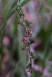 Agrimonia eupatoria