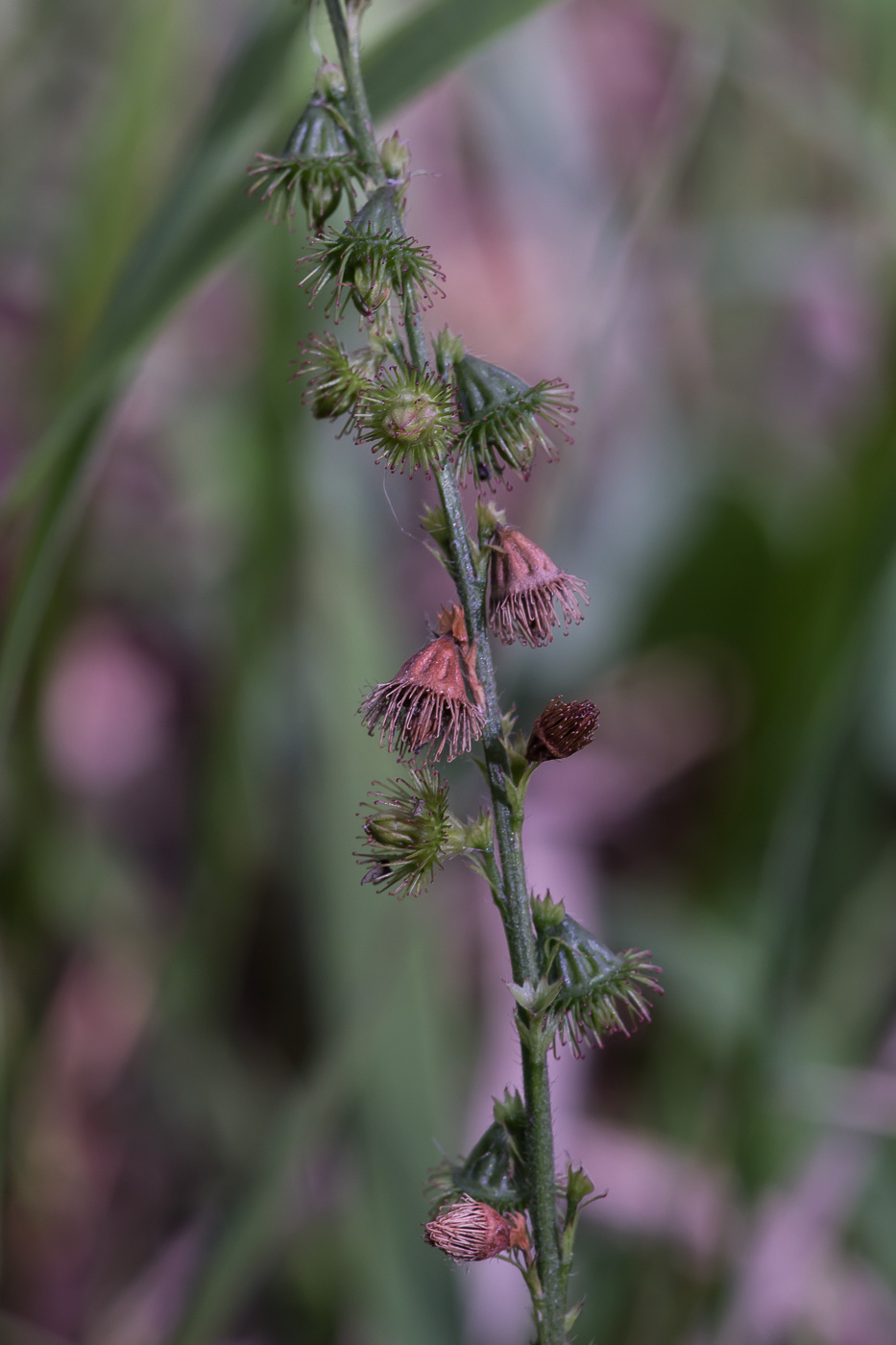 Image of Agrimonia eupatoria specimen.