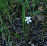 Viola patrinii