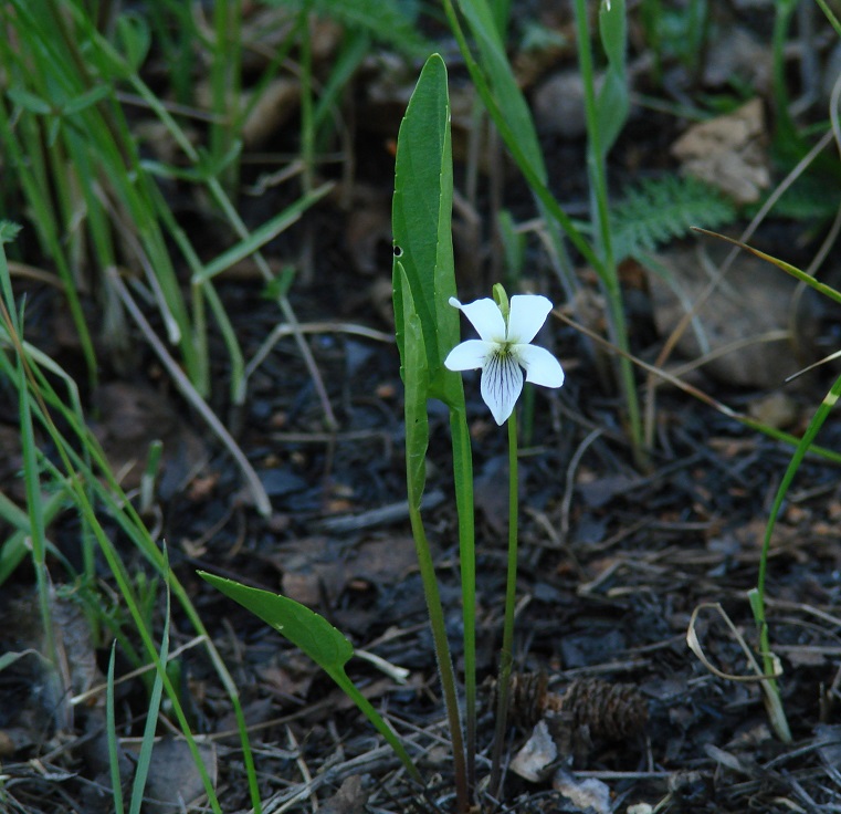 Изображение особи Viola patrinii.