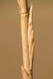 Image of taxon representative. Author is Анатолий Кузьмин