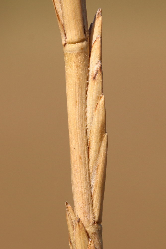 Image of Elytrigia obtusiflora specimen.