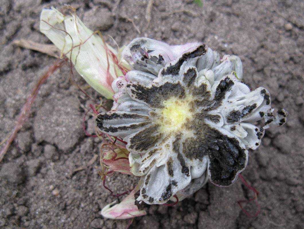 Image of Zea mays specimen.