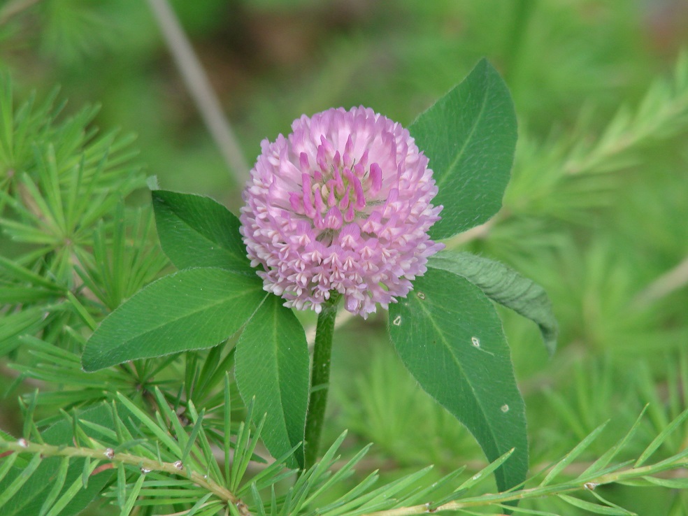 Изображение особи Trifolium pratense.