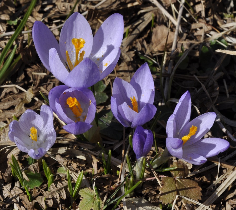 Изображение особи Crocus veluchensis.