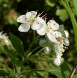 Crataegus nigra. Соцветие. Ростовская обл., Азовский р-н, Александровский лес, на обочине лесной дороги. 25.05.2015.