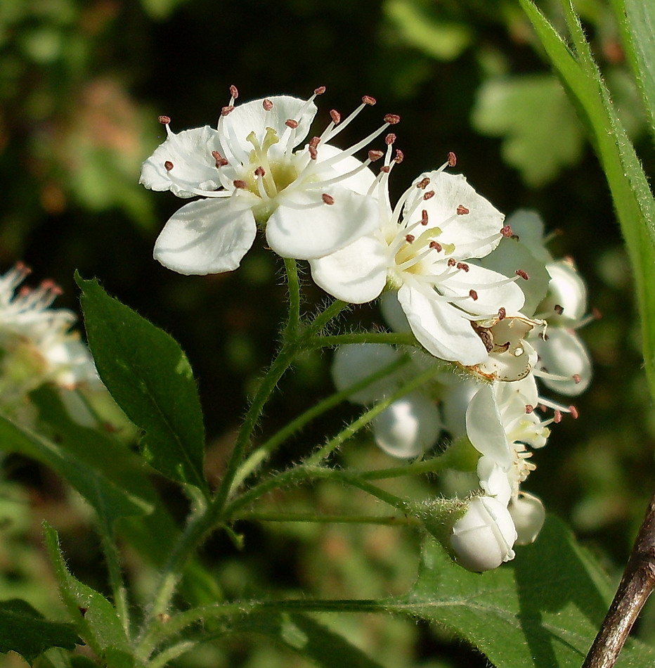 Image of Crataegus nigra specimen.