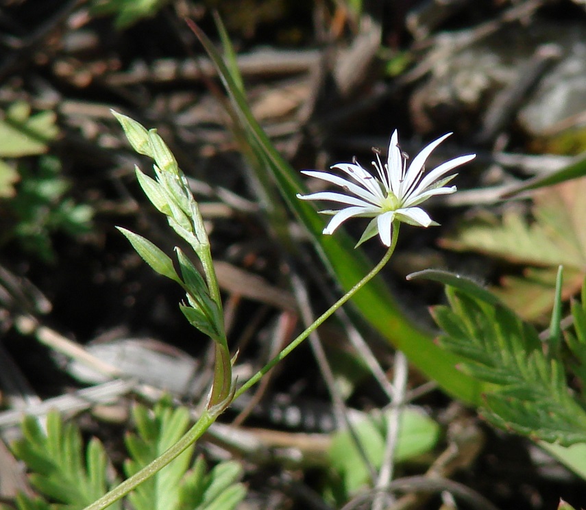 Image of Stellaria graminea specimen.