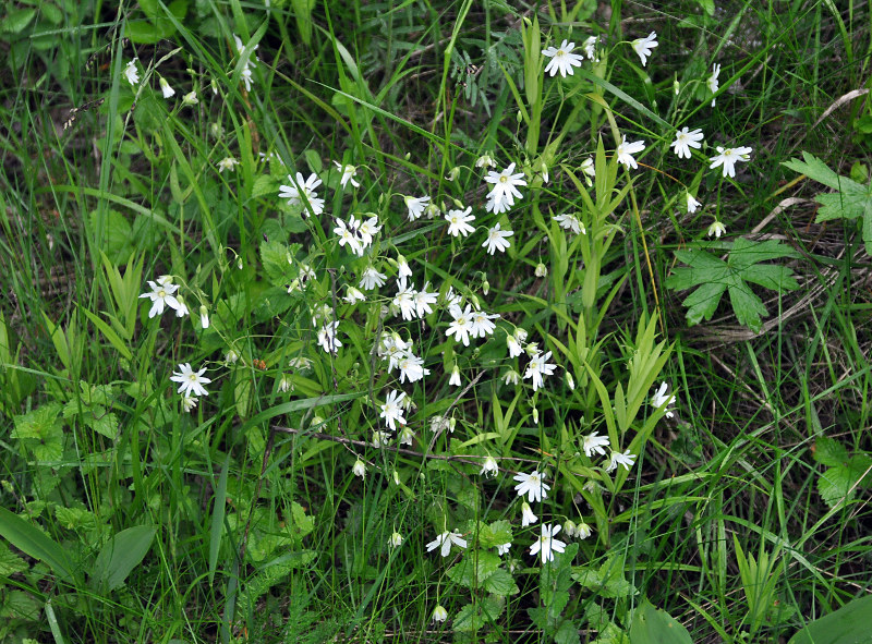 Image of Stellaria holostea specimen.