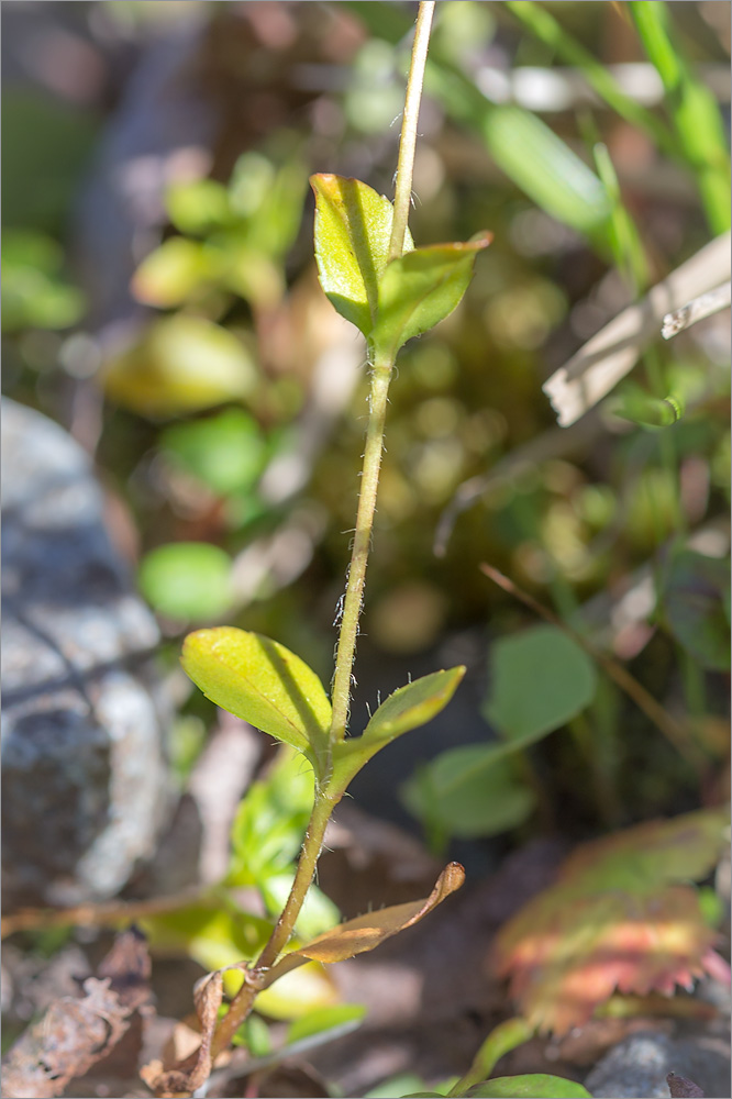 Image of Veronica alpina specimen.