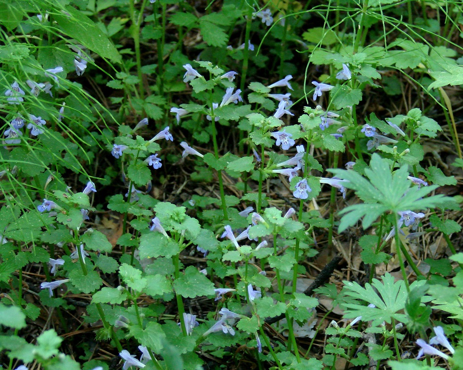 Изображение особи Glechoma hederacea.