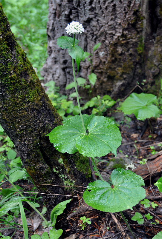 Изображение особи Valeriana alliariifolia.