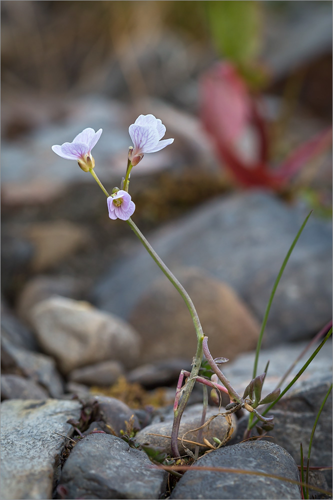 Изображение особи Cardamine pratensis.