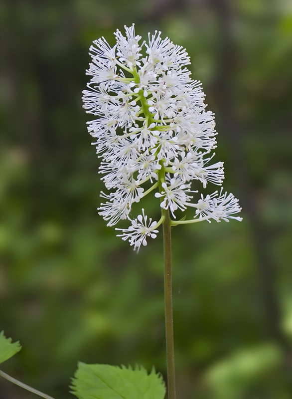 Изображение особи Actaea erythrocarpa.