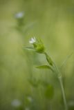 Moehringia trinervia