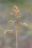 genus Poa. Соплодие. Мурманская обл., п-ов Средний, устье р. Выкат, каменистая возвышенность. 31.07.2015.