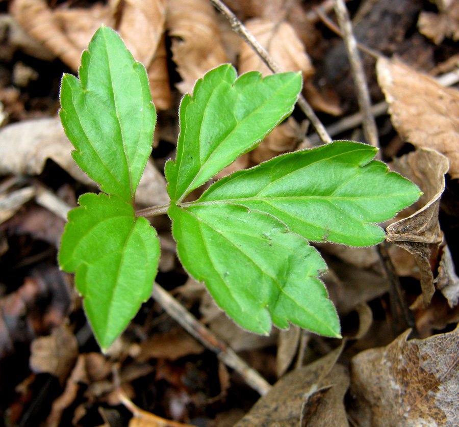 Изображение особи Cardamine quinquefolia.