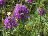 Astragalus onobrychis