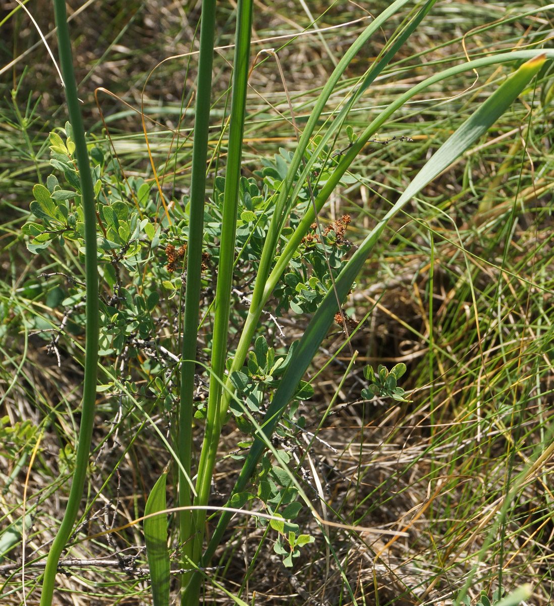 Image of Allium strictum specimen.
