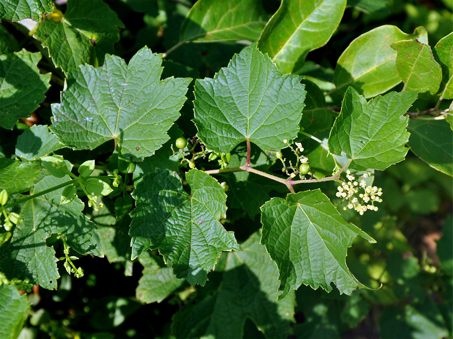 Image of Ampelopsis brevipedunculata specimen.