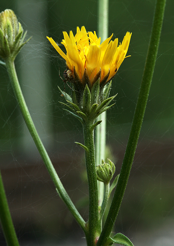 Image of Picris hieracioides specimen.