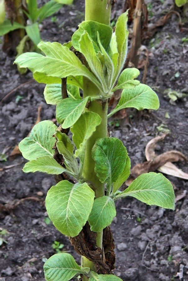 Image of Nicotiana tabacum specimen.