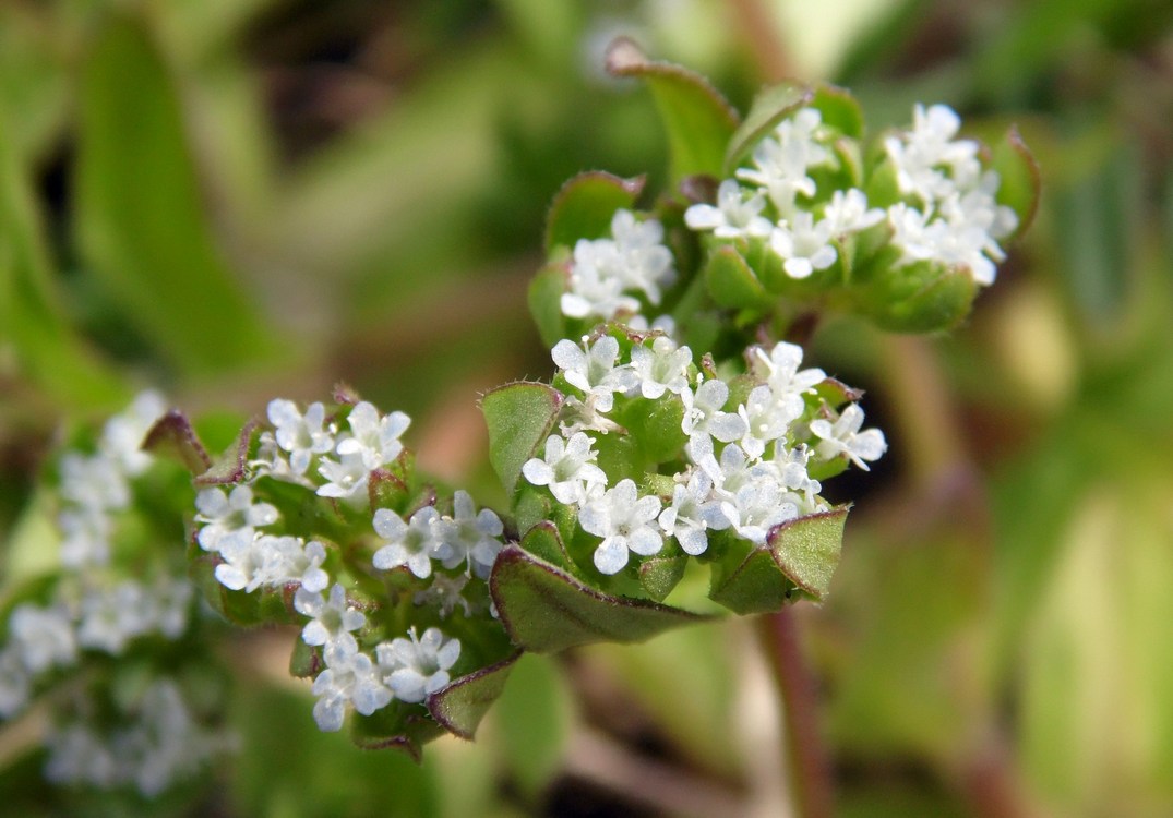 Изображение особи Valerianella locusta.