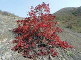 Cotinus coggygria