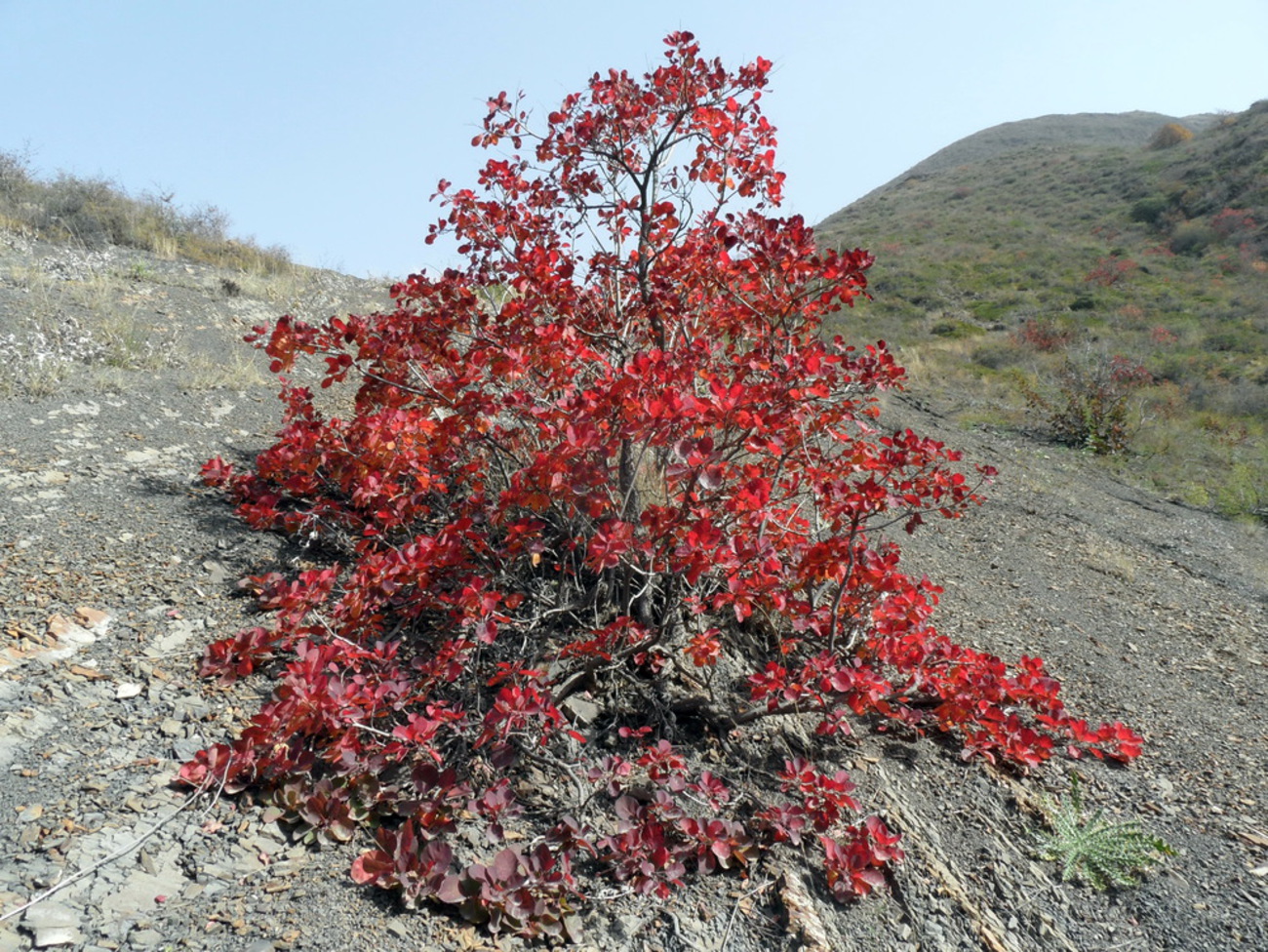 Image of Cotinus coggygria specimen.