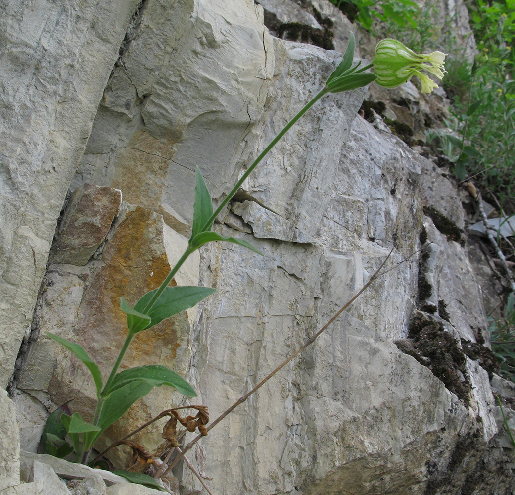 Image of Melandrium latifolium specimen.