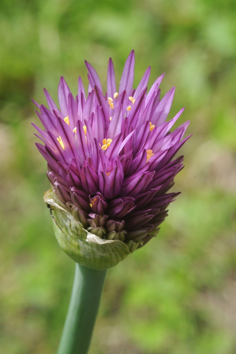 Изображение особи Allium lipskyanum.