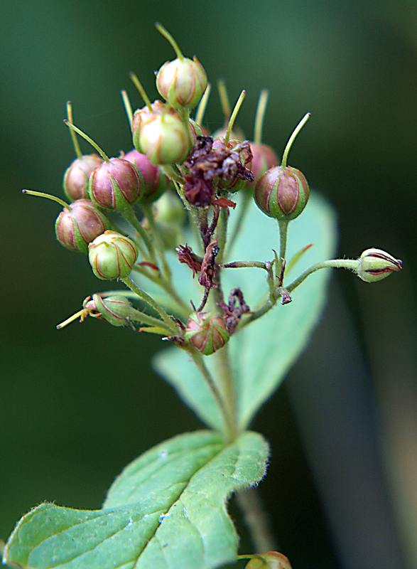 Image of Lysimachia vulgaris specimen.