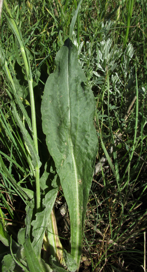 Image of Scorzonera taurica specimen.