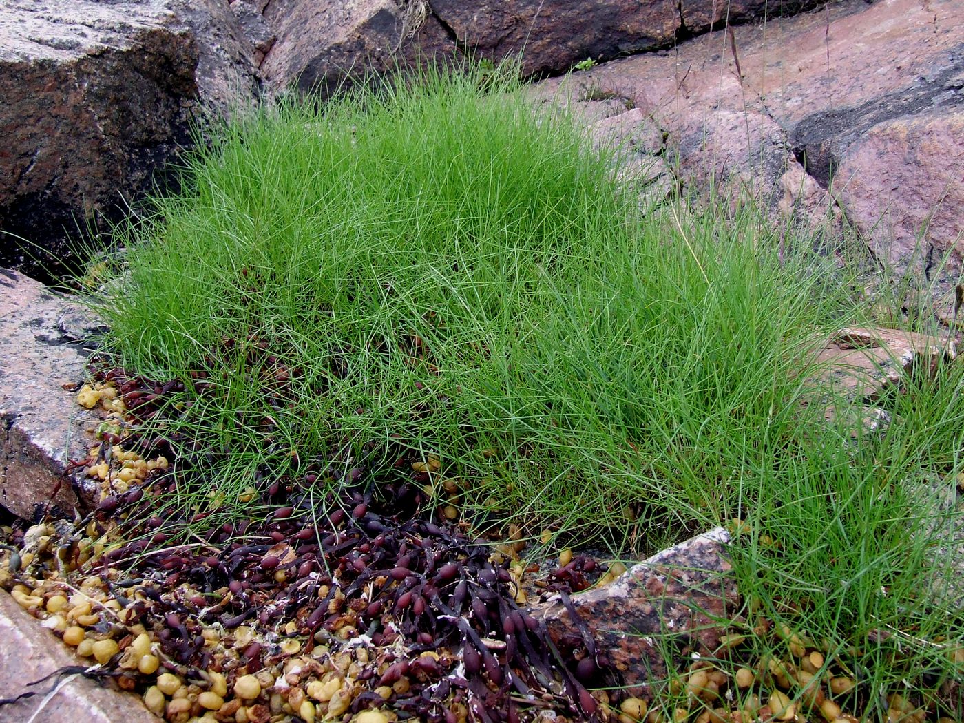 Image of genus Festuca specimen.