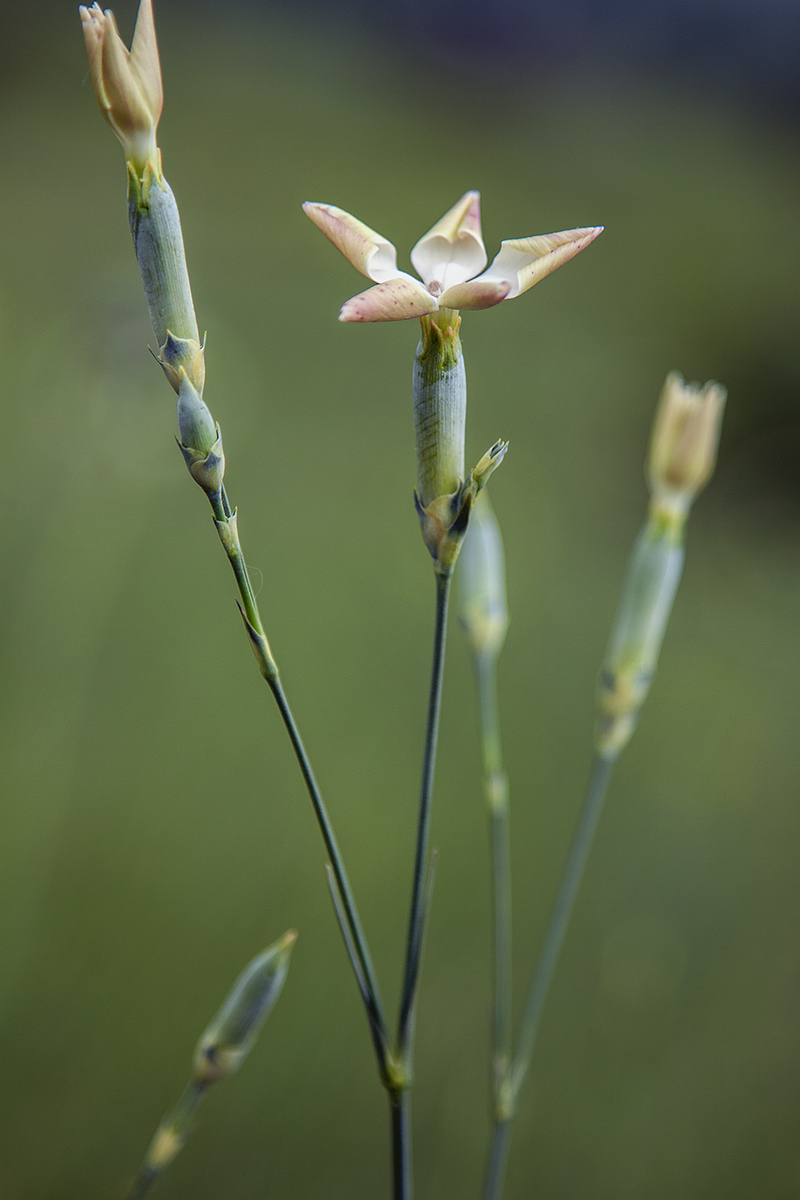 Изображение особи Dianthus elongatus.