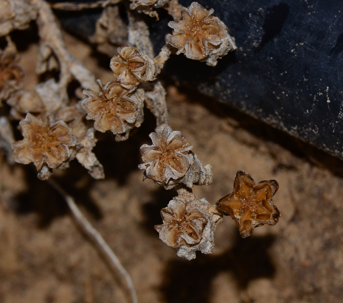 Изображение особи Mesembryanthemum crystallinum.