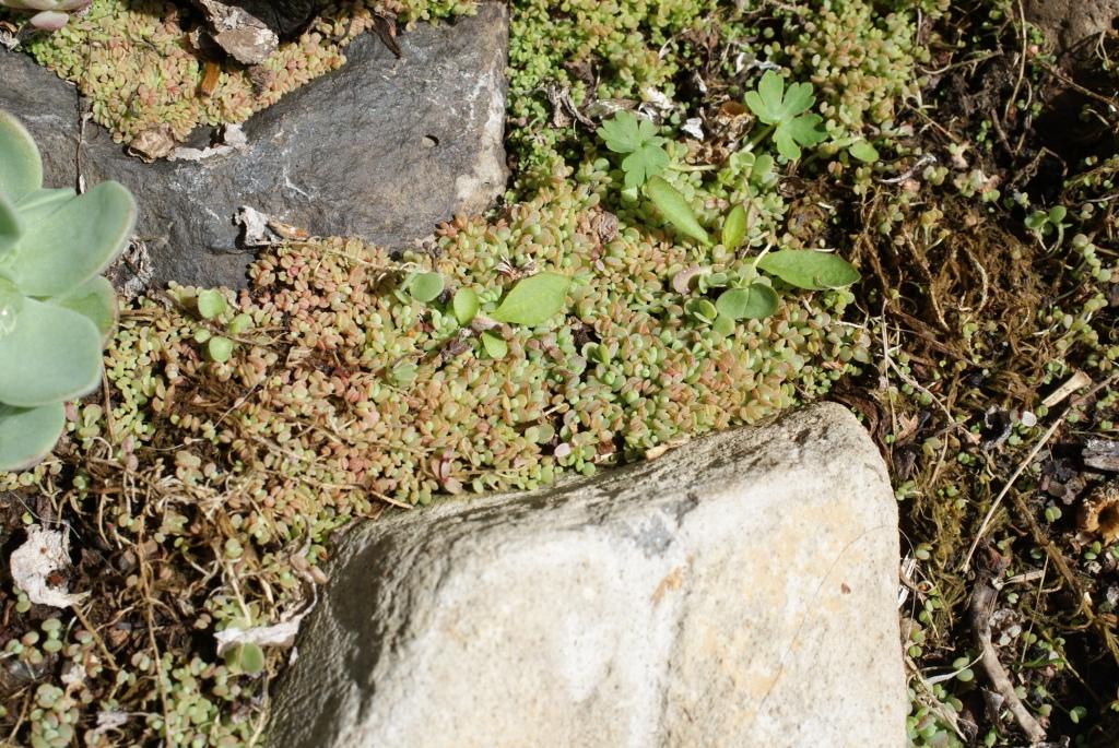 Image of Orostachys malacophylla specimen.