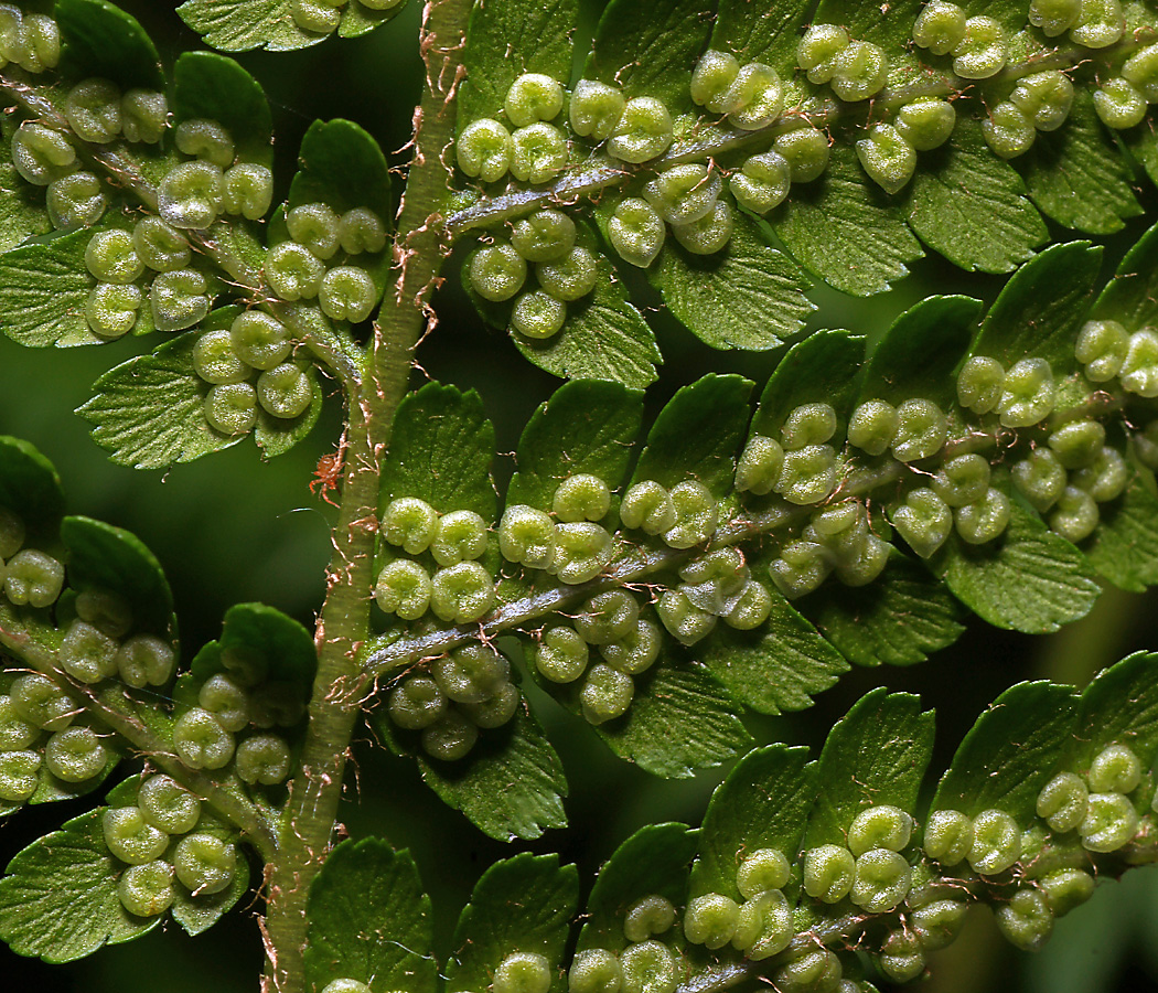 Image of Dryopteris filix-mas specimen.