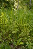 Platanthera bifolia. Цветущее растение. Татарстан, Лениногорский р-н, опушка леса. 15.06.2016.
