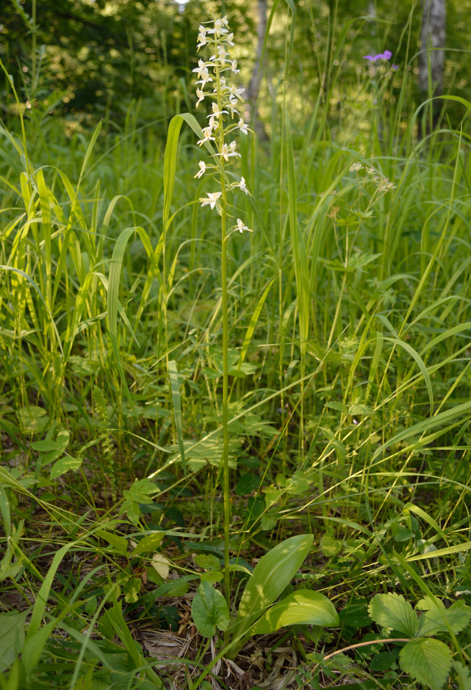 Изображение особи Platanthera bifolia.