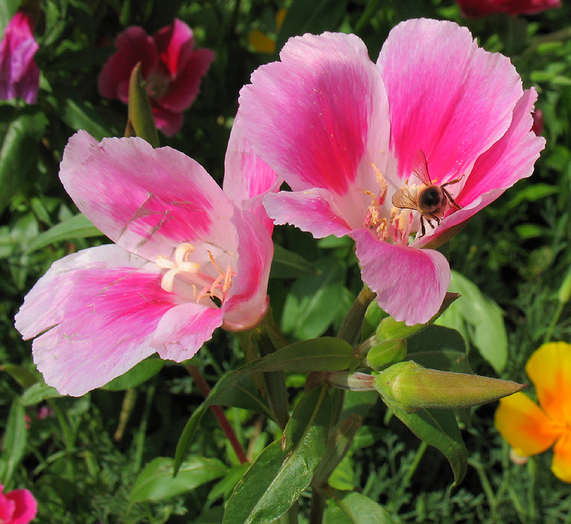 Изображение особи Clarkia amoena.