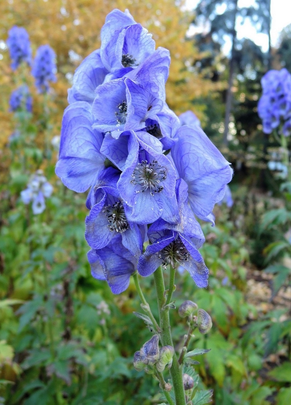 Image of Aconitum bodinieri specimen.