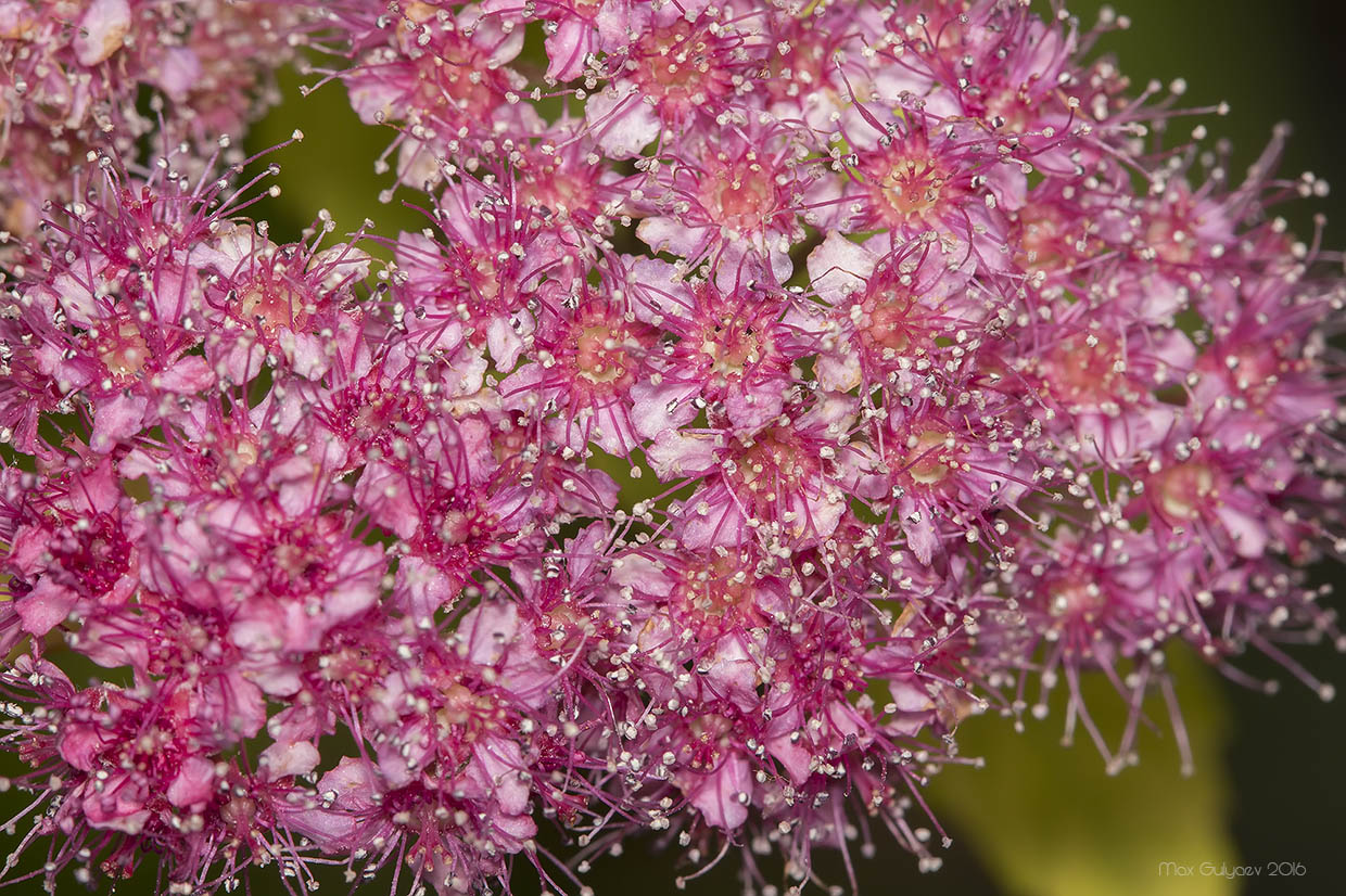 Image of Spiraea japonica specimen.