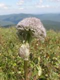 Sajanella monstrosa. Соцветие. Республика Хакасия, Ширинский р-н, примерно в 23 км на запад от с. Беренжак. 4 августа 2016 г.