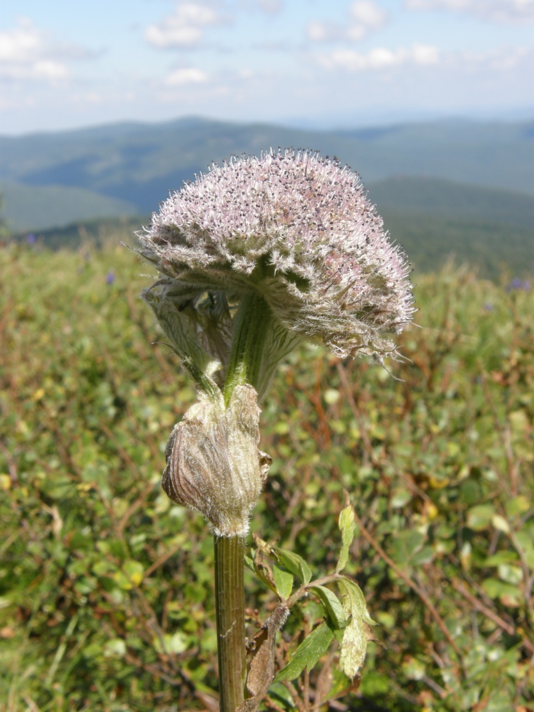 Изображение особи Sajanella monstrosa.