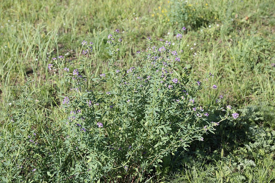 Изображение особи Medicago sativa.