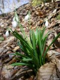 Galanthus plicatus
