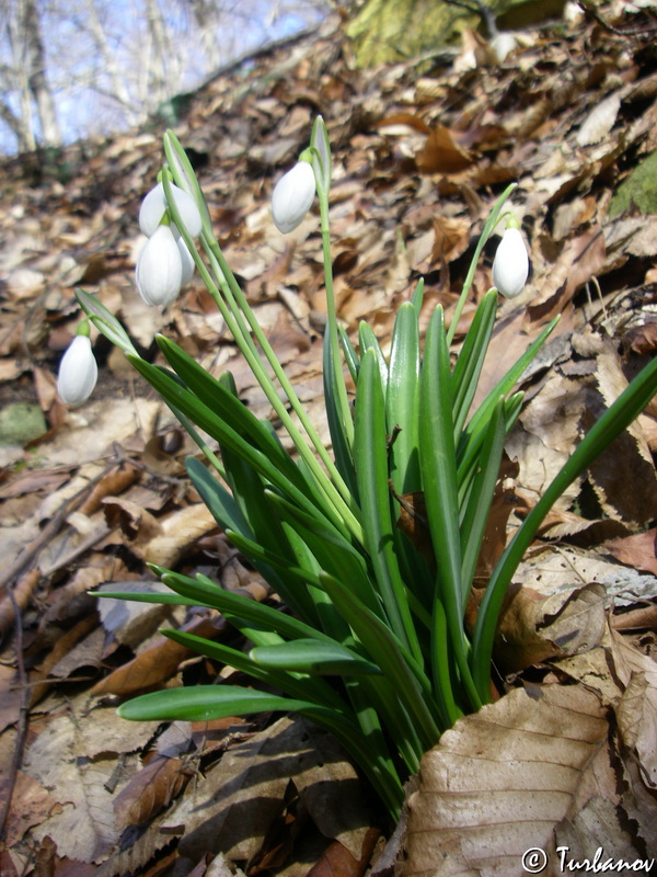 Изображение особи Galanthus plicatus.