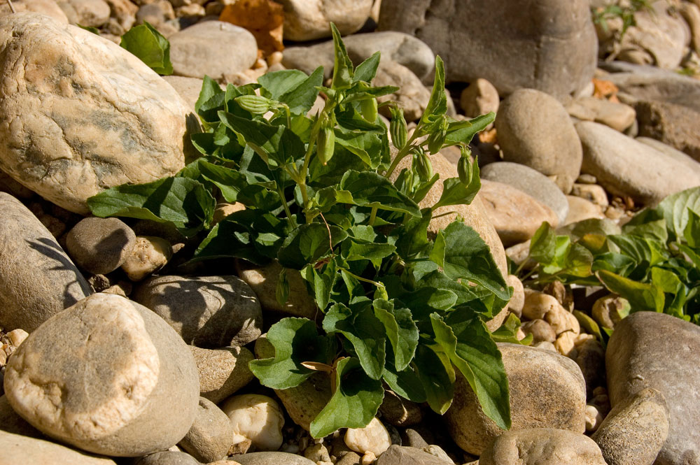 Image of genus Viola specimen.