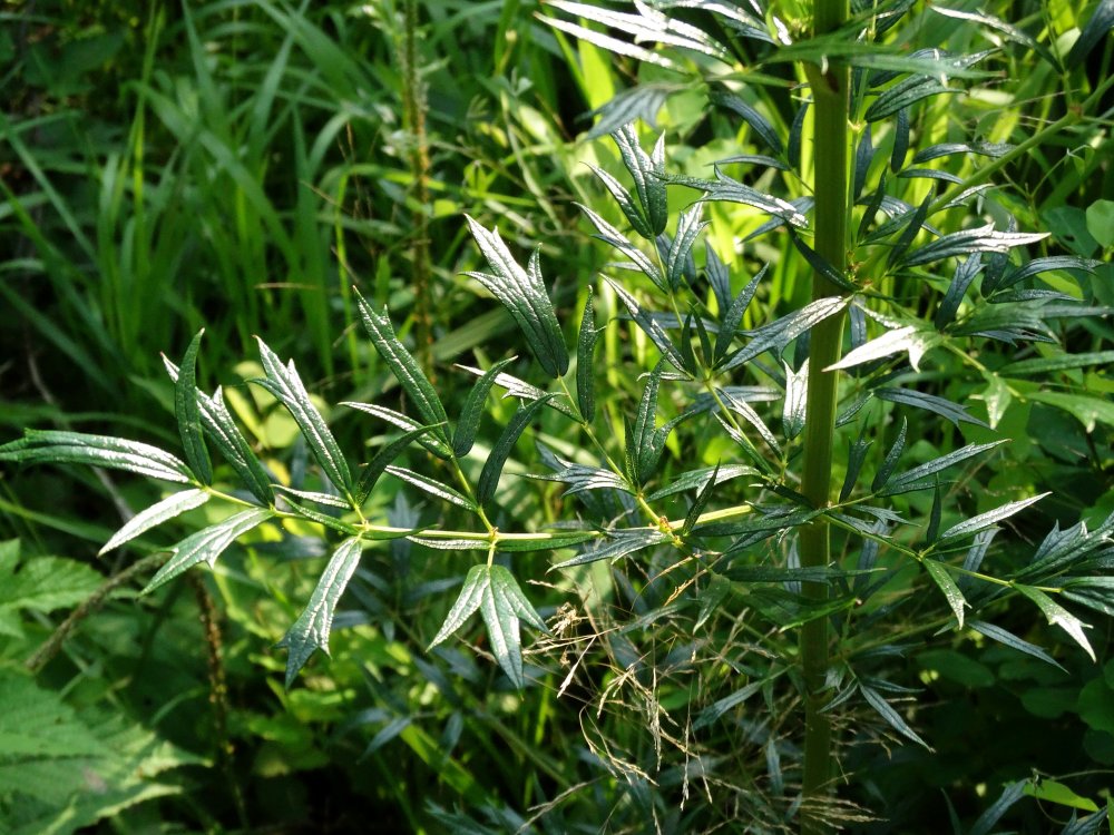 Image of Thalictrum amurense specimen.